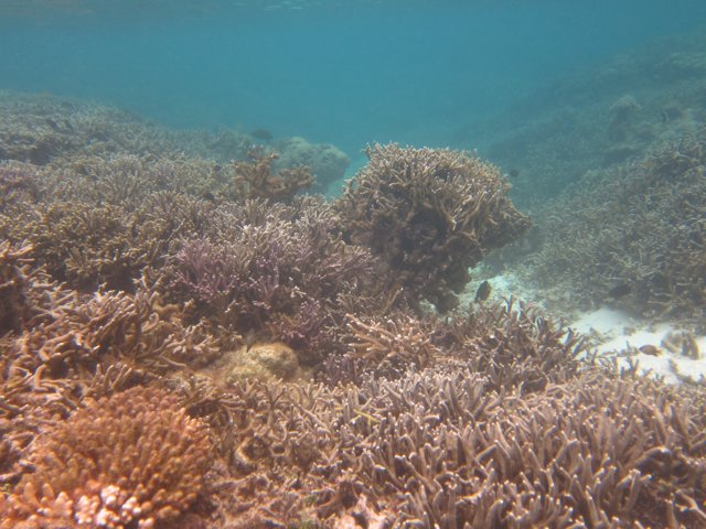 Vanuatu 116