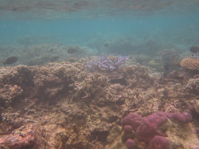 Vanuatu 131