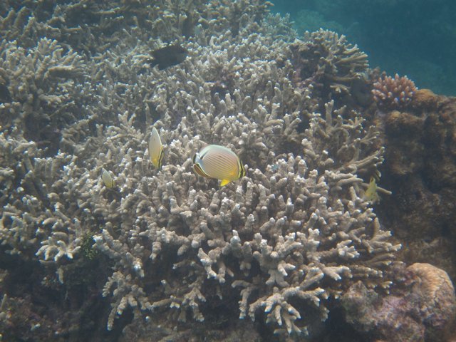Vanuatu 158
