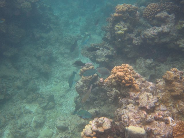 Vanuatu 163