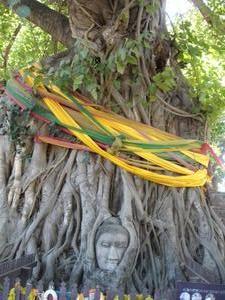 Buddha overgrown by tree