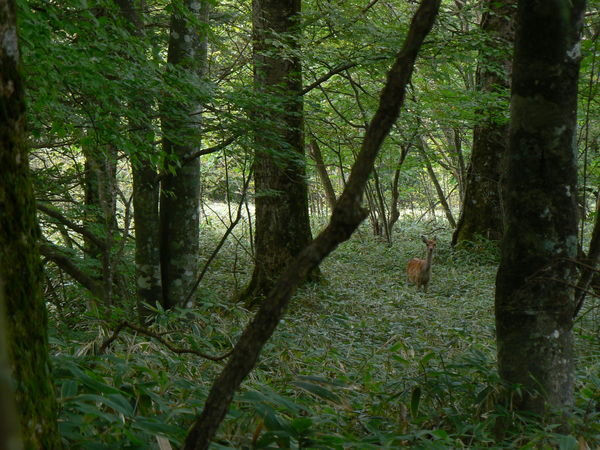 Nikko - Wild  Japanese Deer