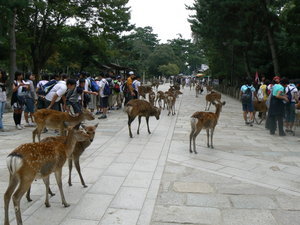 Nara  