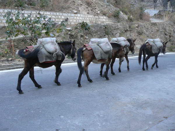 Tiger Leaping Gorge - Pack horses near the route