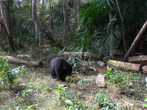 Cat tien National Park - Bear eating a coconut