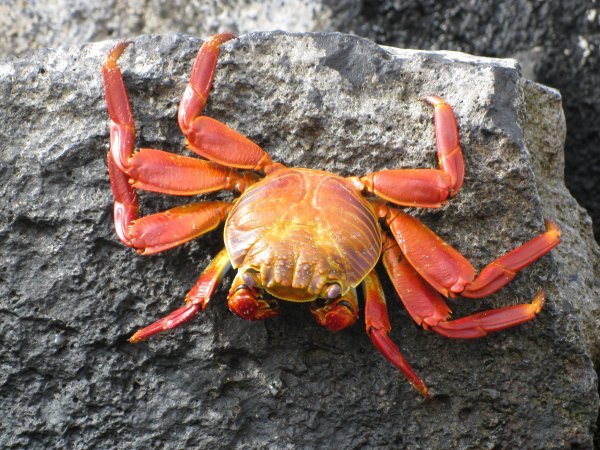 Sally lightedfooted crab