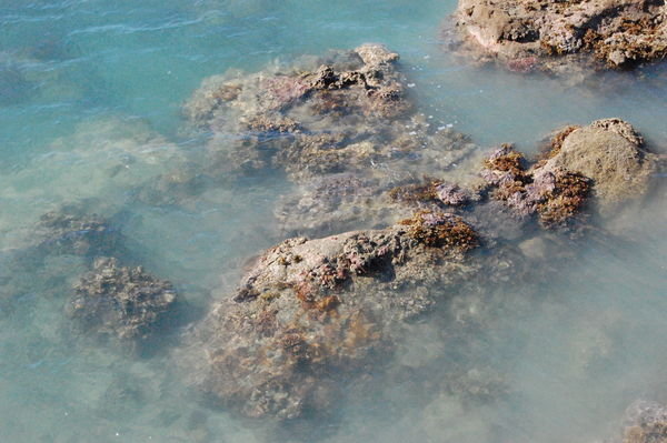 Coral at Rock Island