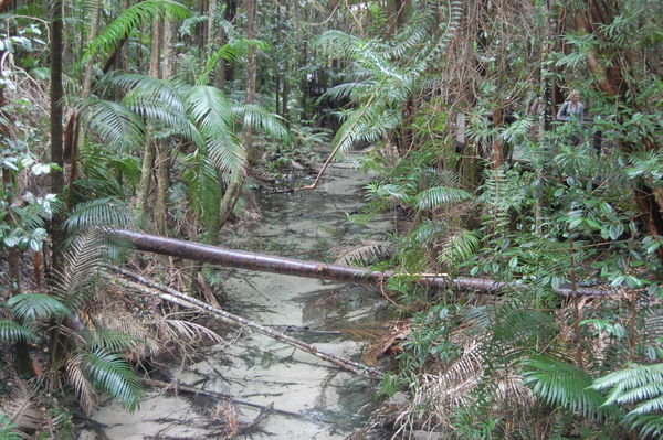 Creek in the Rainforest