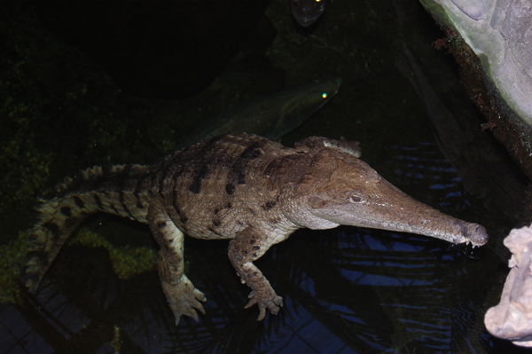 Fresh water crocodile at Underwater world