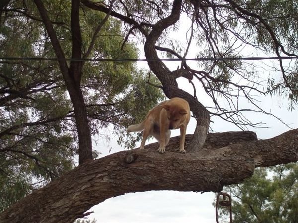 Tree climbing dog