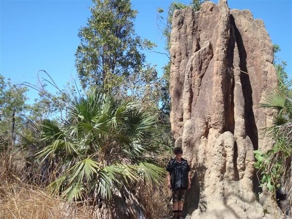 Termite mound Litchfield NP