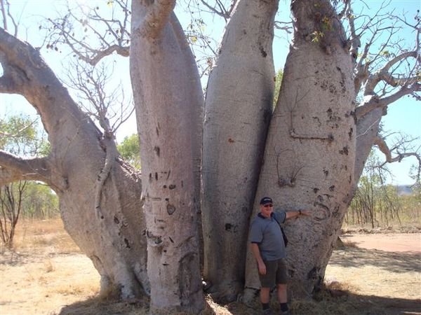 The Durac Boab tree El Questro