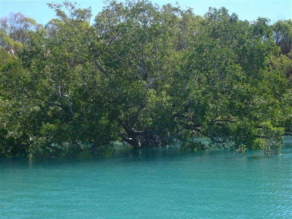 High tide in the mangroves (12m tides)