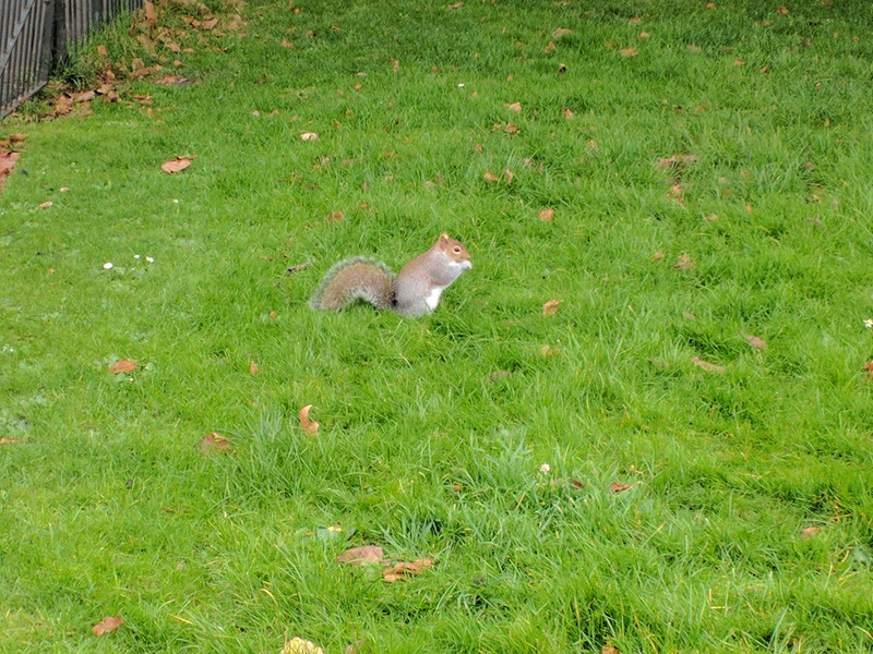Squirrel in Kensington Park