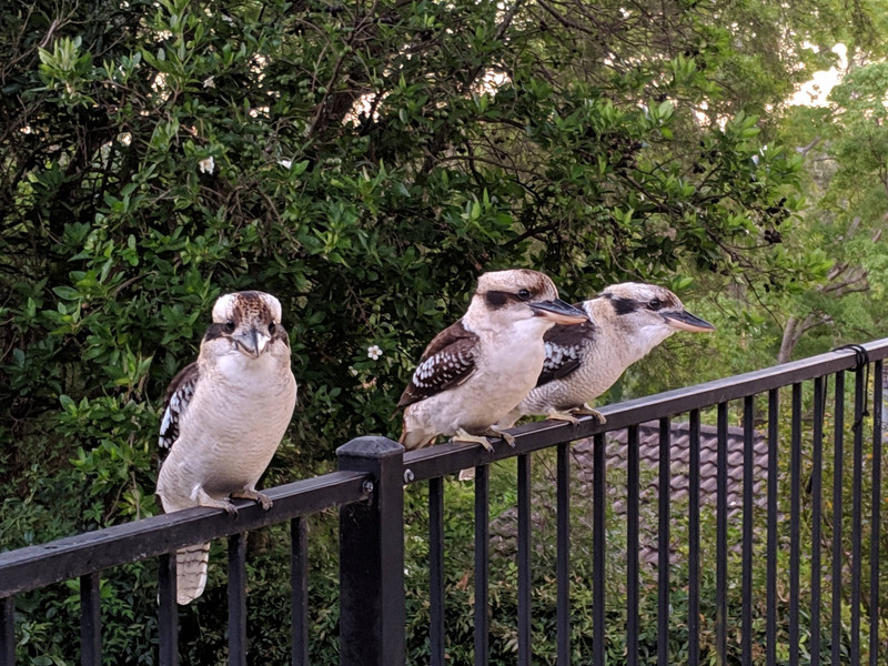 While three hungry kookaburras wait their turn