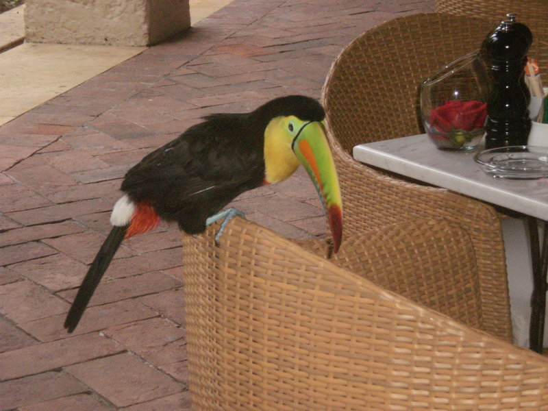 A tucan at the breakfast table