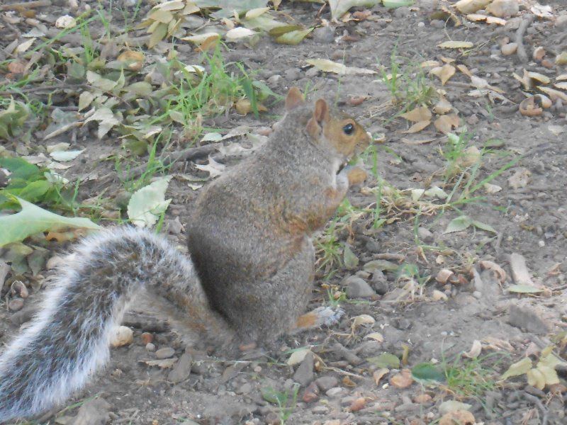 Plenty of squirrels in the park
