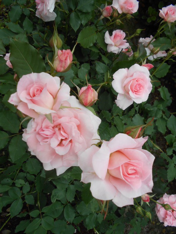 Roses in the Noritake Garden