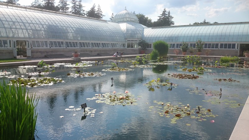 Water Lily Pond 