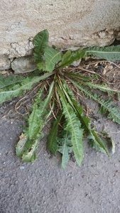 Dock leaves needed to counteract Stinging Nettles