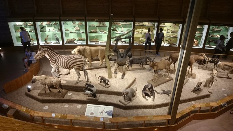 Part of the Noah's Ark Exhition