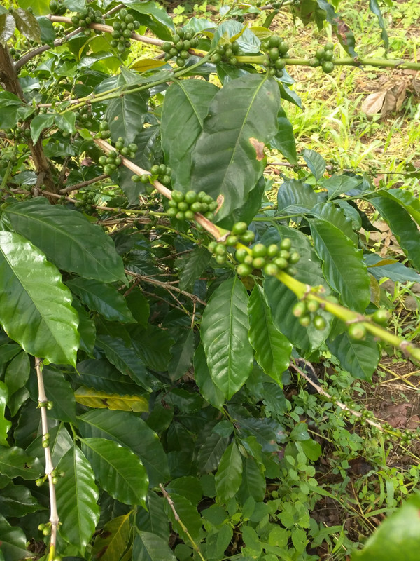 Coffee beans growing