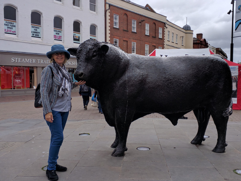  Charlotte with the famous Hereford breed of cattle