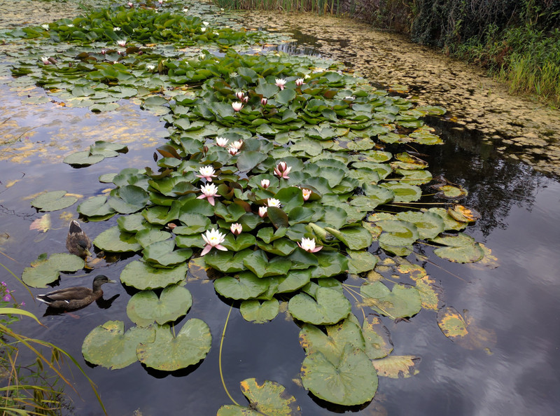 Water lilies in the moat