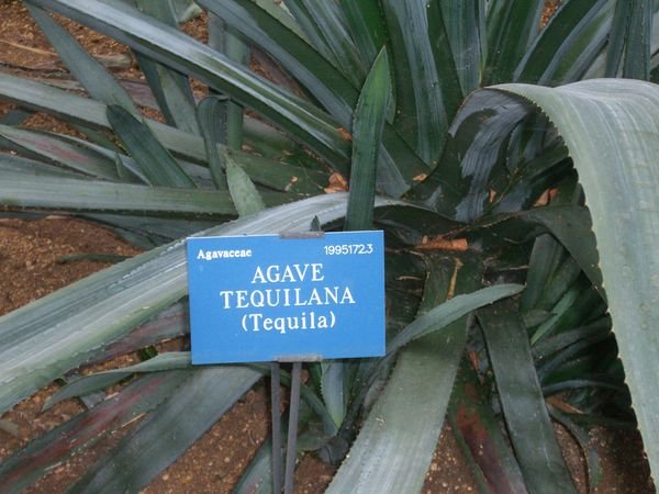 Agave (Tequila) plant