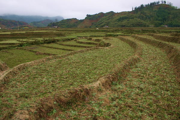 Village rice fields