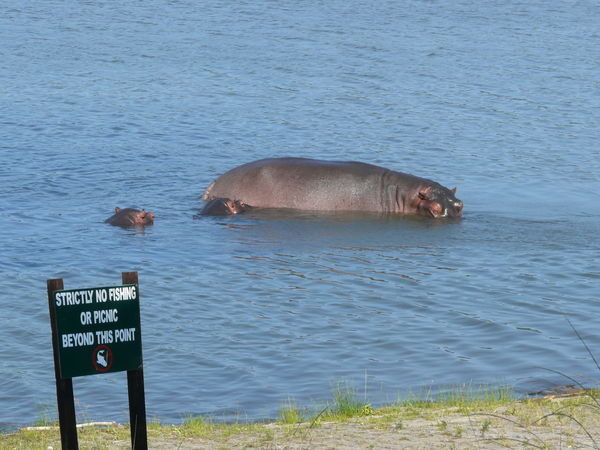 No Picnic with the Hippos