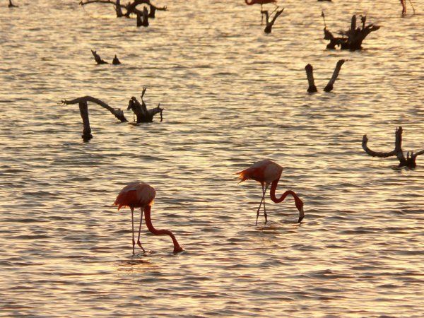 Flamingos for a sunset on the lagoon, Dzemul, MÃ©xico
