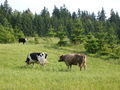 Polish cows