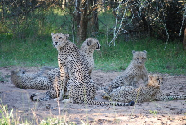 Cheetah mom and babies