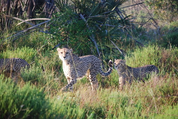 Cheetahs on the move