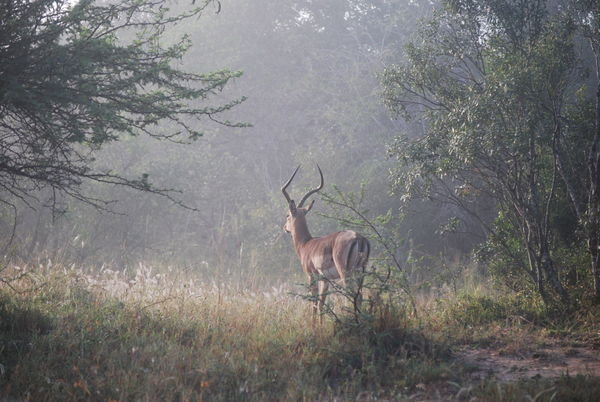 Impala buck at dawn