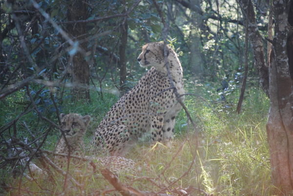 Mama cheetah at dawn