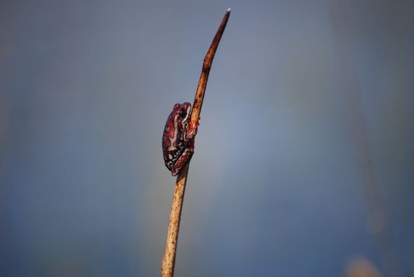 Painted Reed frog on the Okavongo
