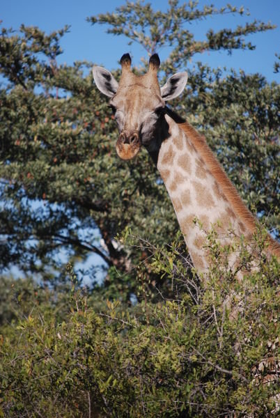 Another giraffe