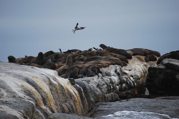 Seals by the hundreds