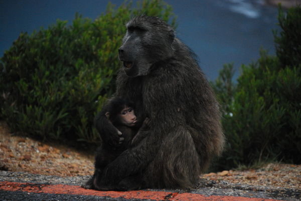Baby baboon nursing