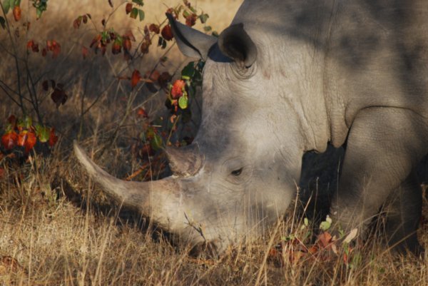 Rhino up close