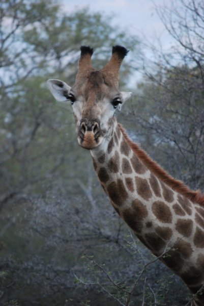 Giraffe safe and sound