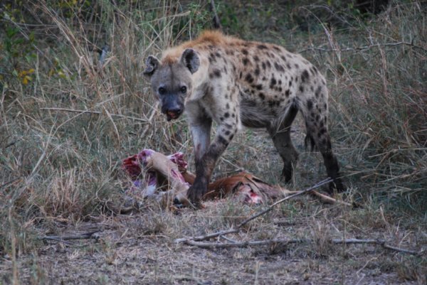 Hyena feast!