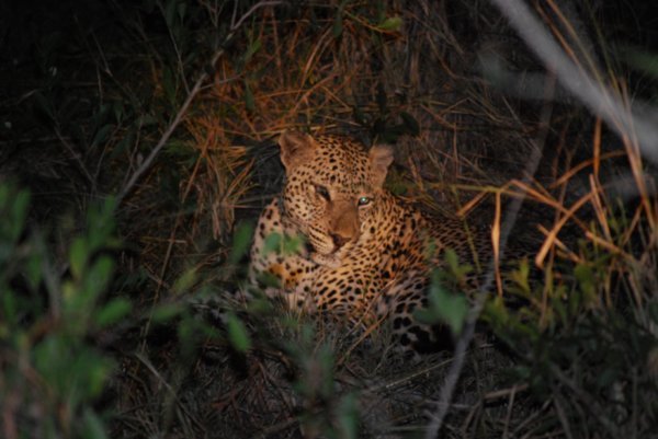 Male leopard at night