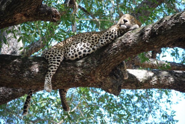 Fat leopard sleeping in a tree