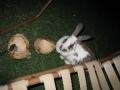 Bunny with a taste for coconut
