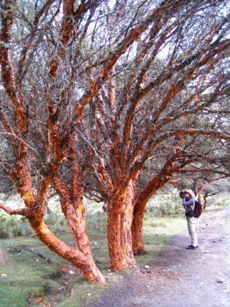 Amazing tree colour