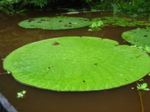 Huge lilly pad
