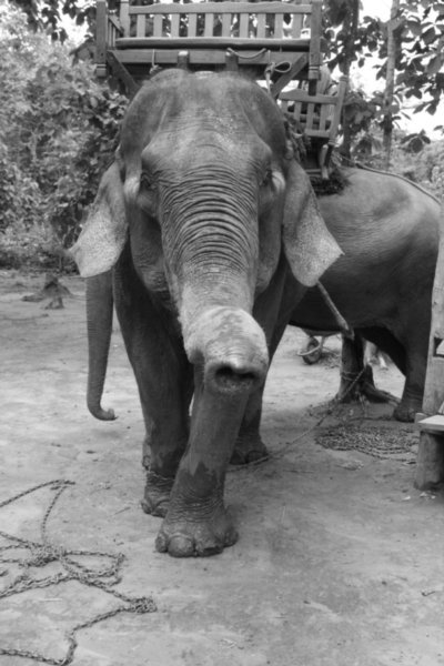Elephant rehabilitation center